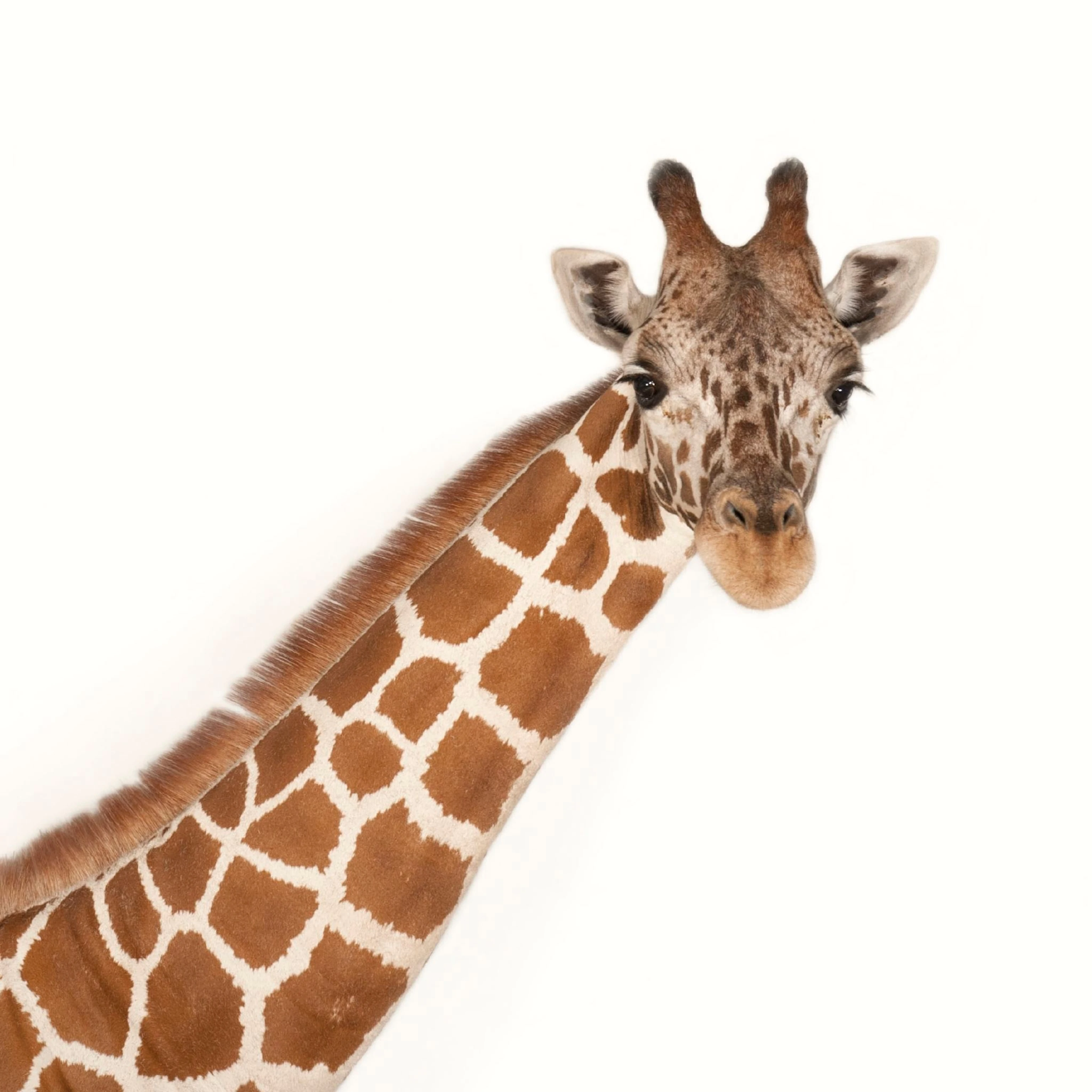 Giraffe Peeking